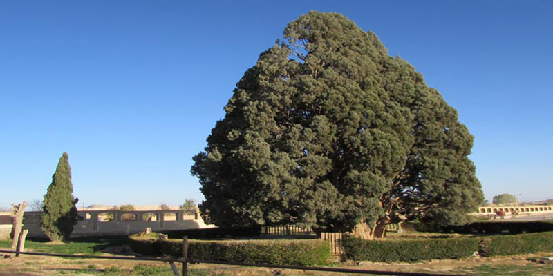 Abarkooh-Cypress-tree